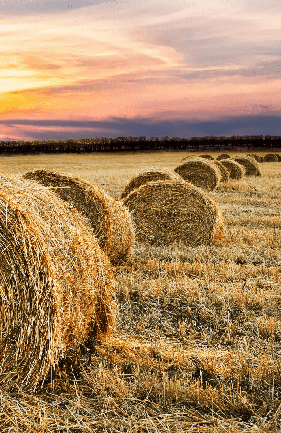 Hay Bales | Meller Speakman