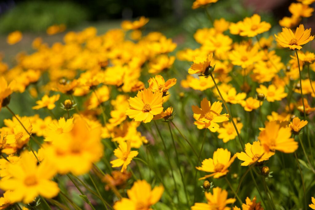 A field of vibrant yellow flowers in full bloom, captured with a soft depth of field.